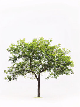 Pecan   tree isolated on a solid, clear  white background
