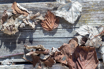 Leaves on a wooden background, with a space for text.
