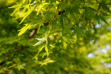 日本楓の美しい若葉