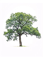 Fototapeta na wymiar Oak tree isolated on a solid, clear white background