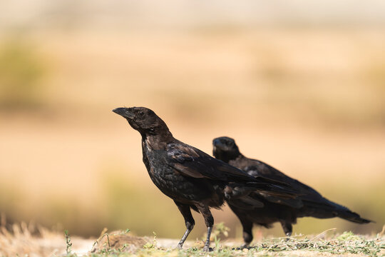 Two Carrion Crows In A Desert Area  