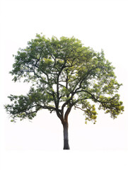Obraz premium Oak tree isolated on a solid, clear white background
