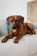 A Rhodesian Ridgeback dog in a photo studio