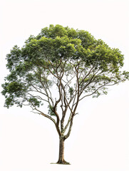 Mahogany   tree isolated on a solid, clear  white background