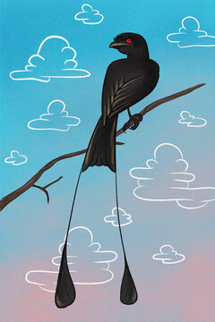 Drongo Bird