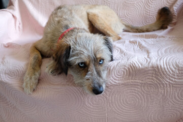 Cute adopted dog lying on the sofa 