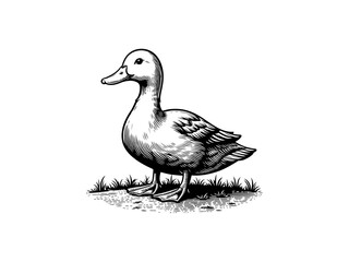 Aqua Elegance: Detailed Duck Vector Illustration, Perfect for Wildlife Lovers and Nature-inspired Art