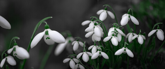 Elegant buds.Primrose.Spring snowdrop is a perennial family. White spring flower. This flower is in...