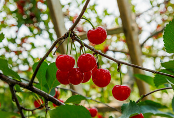 sour cherries fresh on tree in orchard 