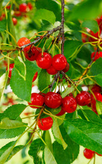 Obraz premium sour cherries fresh on tree in orchard 