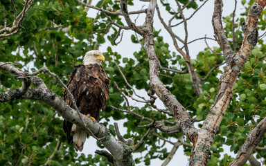 American bald eagle perched hunting