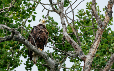American bald eagle perched hunting
