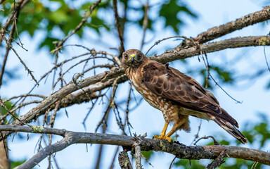 Cooper's hawk with mouse for meal