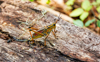 large yellow green grasshopper on log