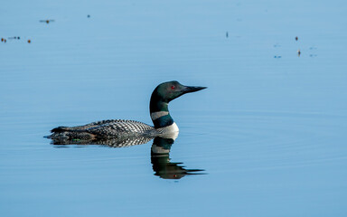 common loons swimming in blue lake