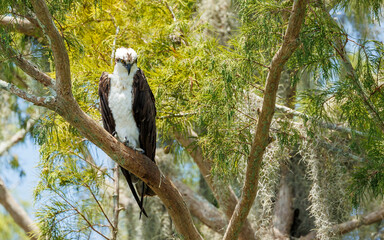 osprey fishing on ocean perched in tree