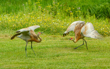 Sandhills cranes dancing in spring mating 