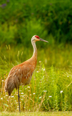 Obraz premium Sandhills cranes dancing in spring mating 