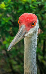 Sandhills cranes dancing in spring mating 