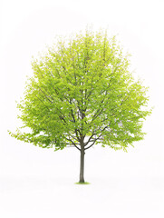 Beech   tree isolated on a solid, clear  white background