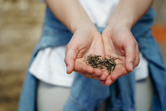 Flower seeds in the farmer's palms