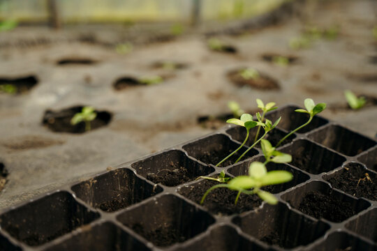 Seedlings in pots and in the ground
