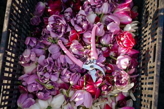 Tulip heads in a basket