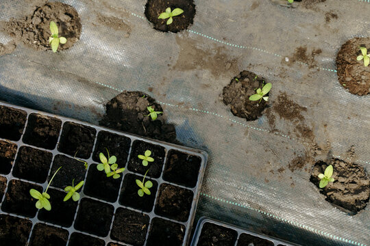 Seedlings in pots and in the ground