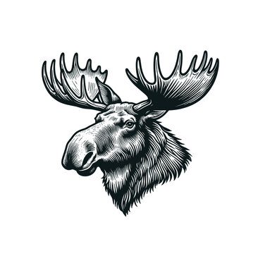 Moose portrait monochrome vector illustration