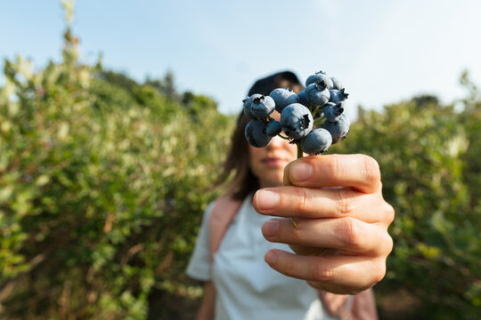 Young Female Picking up Blueberries