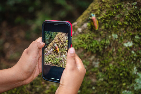 Photographing wildlife