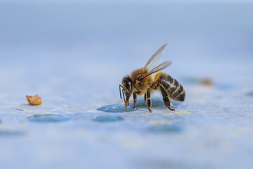 Abeja comiendo