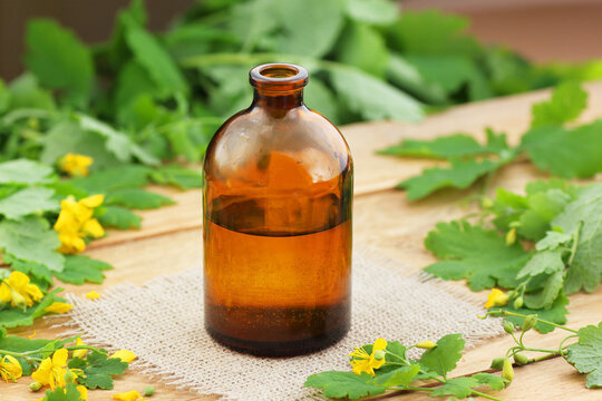 Celandine oil or juice in glass bottle with plant flowers and leaves, herb for skin problems and immunity
