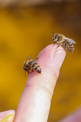 Obraz premium Abeja picando un dedo