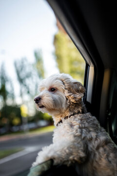 portrait of a poodle dog leaning out of a car window