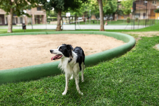border collie dog portrait in a city park
