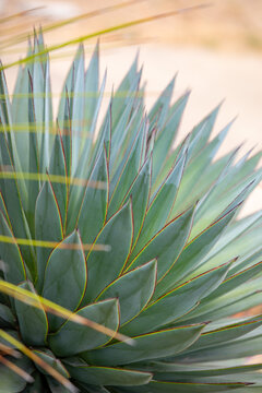 Tequila Agave plant