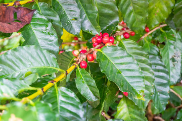 Raw arabica coffee beans in coffee plantation,industry agriculture on tree in North of thailand,Fresh organic red coffee cherries.