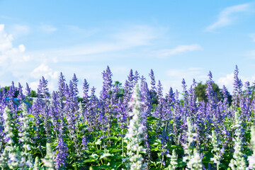 Violet lavender flowers in the field in sunny day,Lavender field under sky and lines,copy space,flower garden concept,Aromatherapy Perfume ingredient.