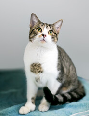 A polydactyl tabby shorthair cat