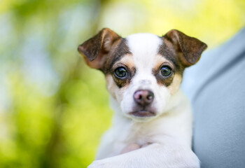 A young Chihuahua mixed breed puppy being held by a person