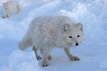 Fototapeta premium Arctic foxes as representatives of northern fauna. White polar foxes against the background of the snowy tundra. In search of food in the winter tundra