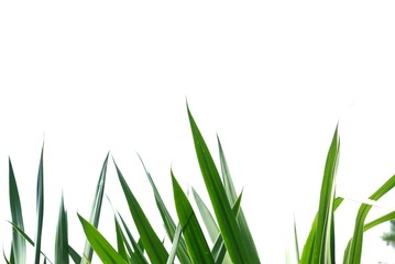 A tropical palm leaves on white isolated background for green foliage backdrop 