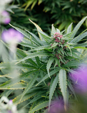 Healthy cannabis plant with pink stigmas
