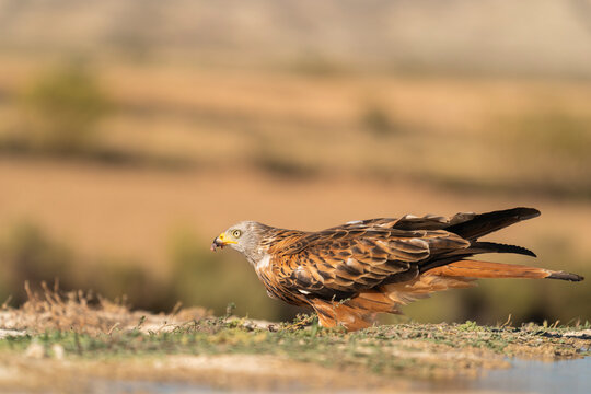 Red Kite Eating A Dead Rabbit  
