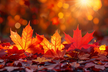 autumn maple leaves