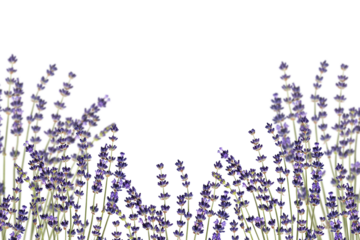 Lavender flowers as a frame (border), isolated on white background. Design element for creating collage or design, wedding cards and invitations. Overlay background .
