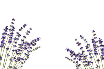 Flower corner arrangement. Lavender flowers as a frame (border), isolated on white background....