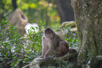 Monkey