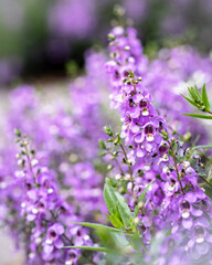 Purple Snapdragon Cluster, Angelonia Angelface
